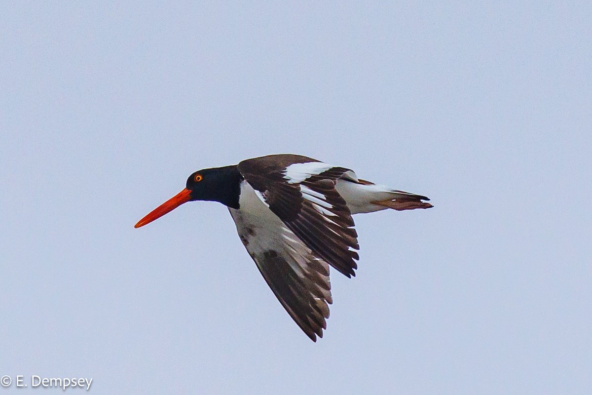 American Oystercatcher - ML583542691