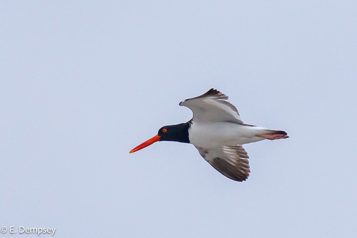 American Oystercatcher - ML583542721