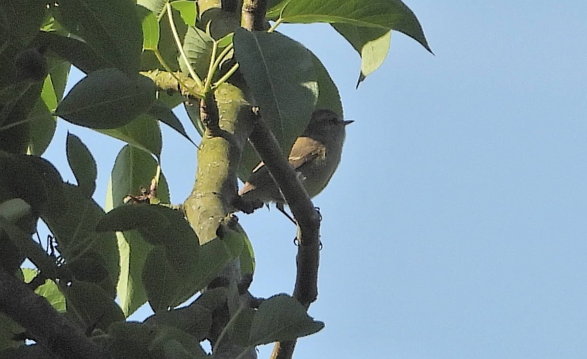 Greenish Warbler - ML583543251