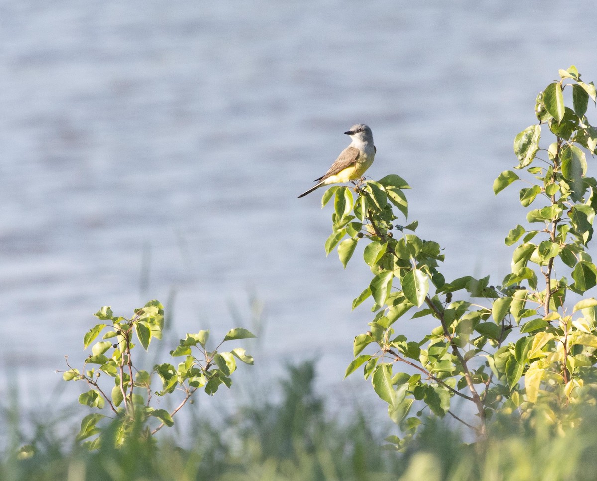 Schmalschnabel-Königstyrann - ML583543761