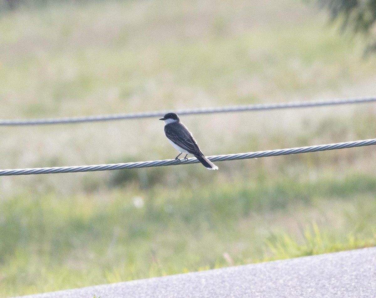 Eastern Kingbird - ML583543881