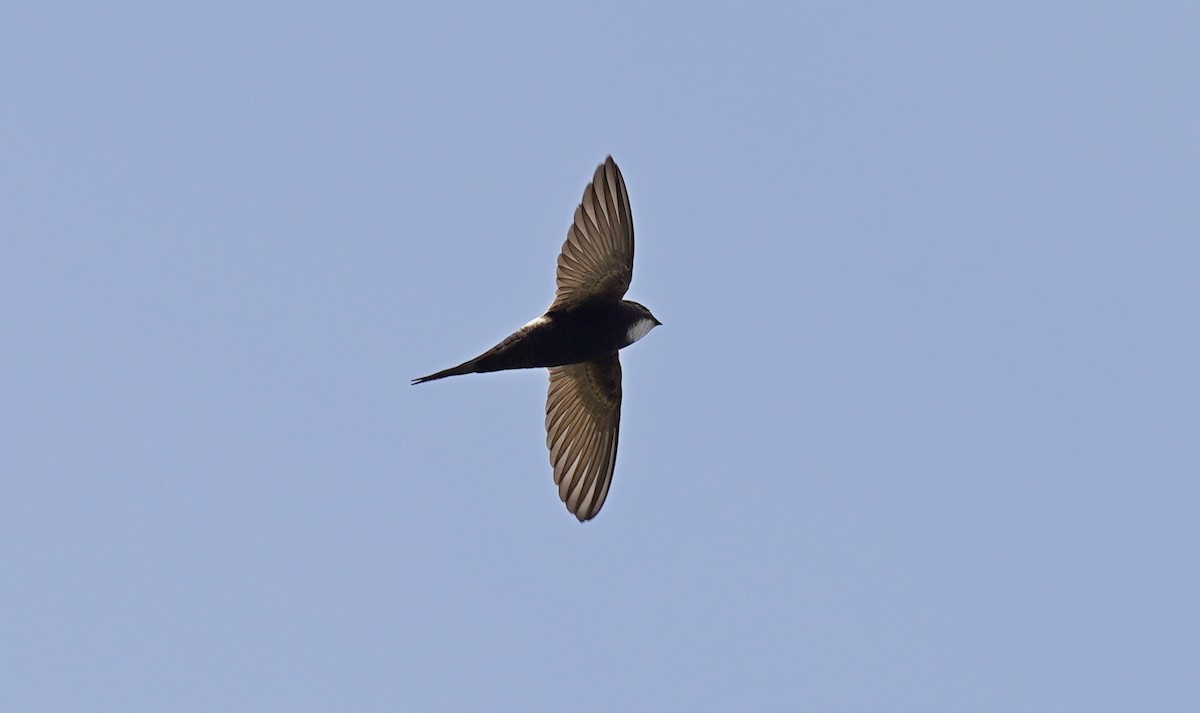 White-rumped Swift - ML583544021