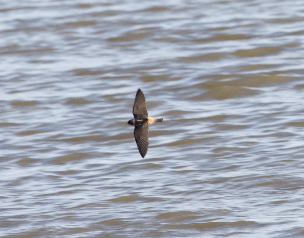 Cliff Swallow - ML583544141