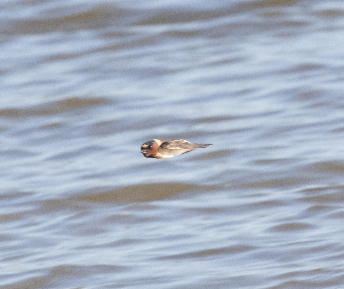 Cliff Swallow - ML583544151