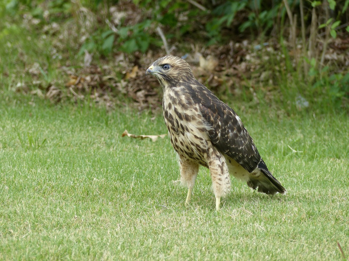 Red-shouldered Hawk - Kai Victor