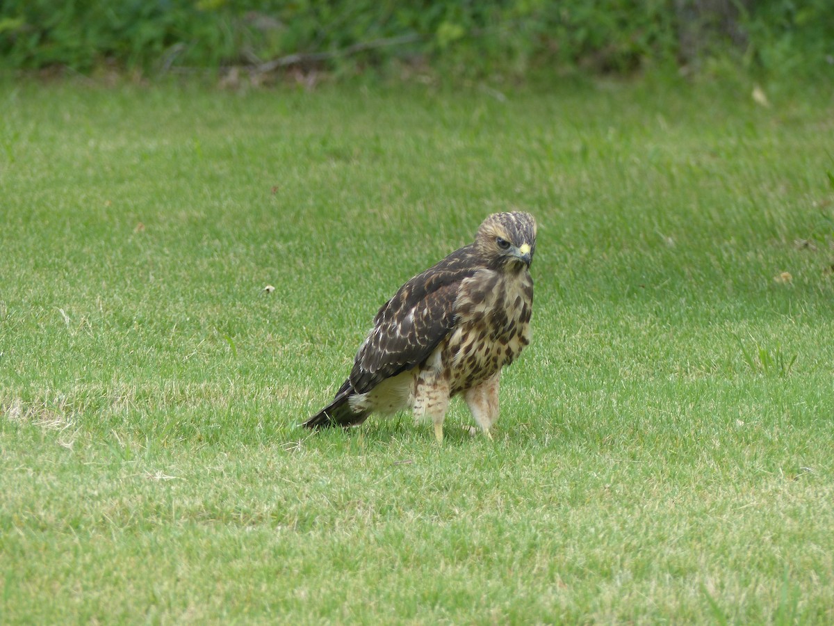 Red-shouldered Hawk - ML583544491