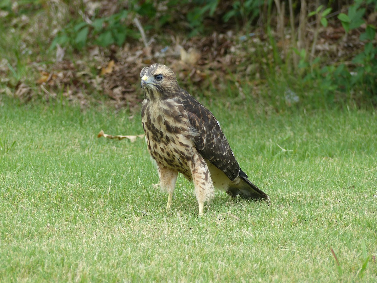 Red-shouldered Hawk - Kai Victor