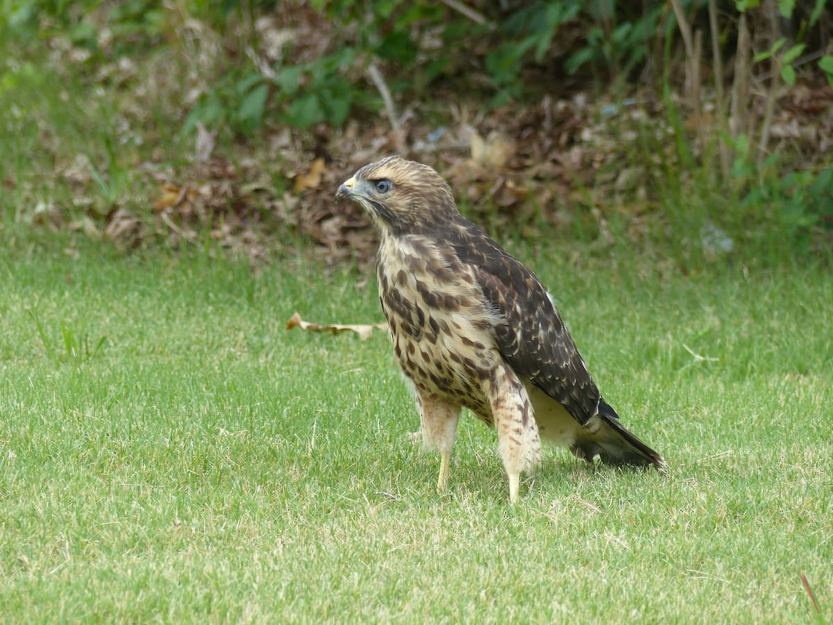 Red-shouldered Hawk - ML583544581