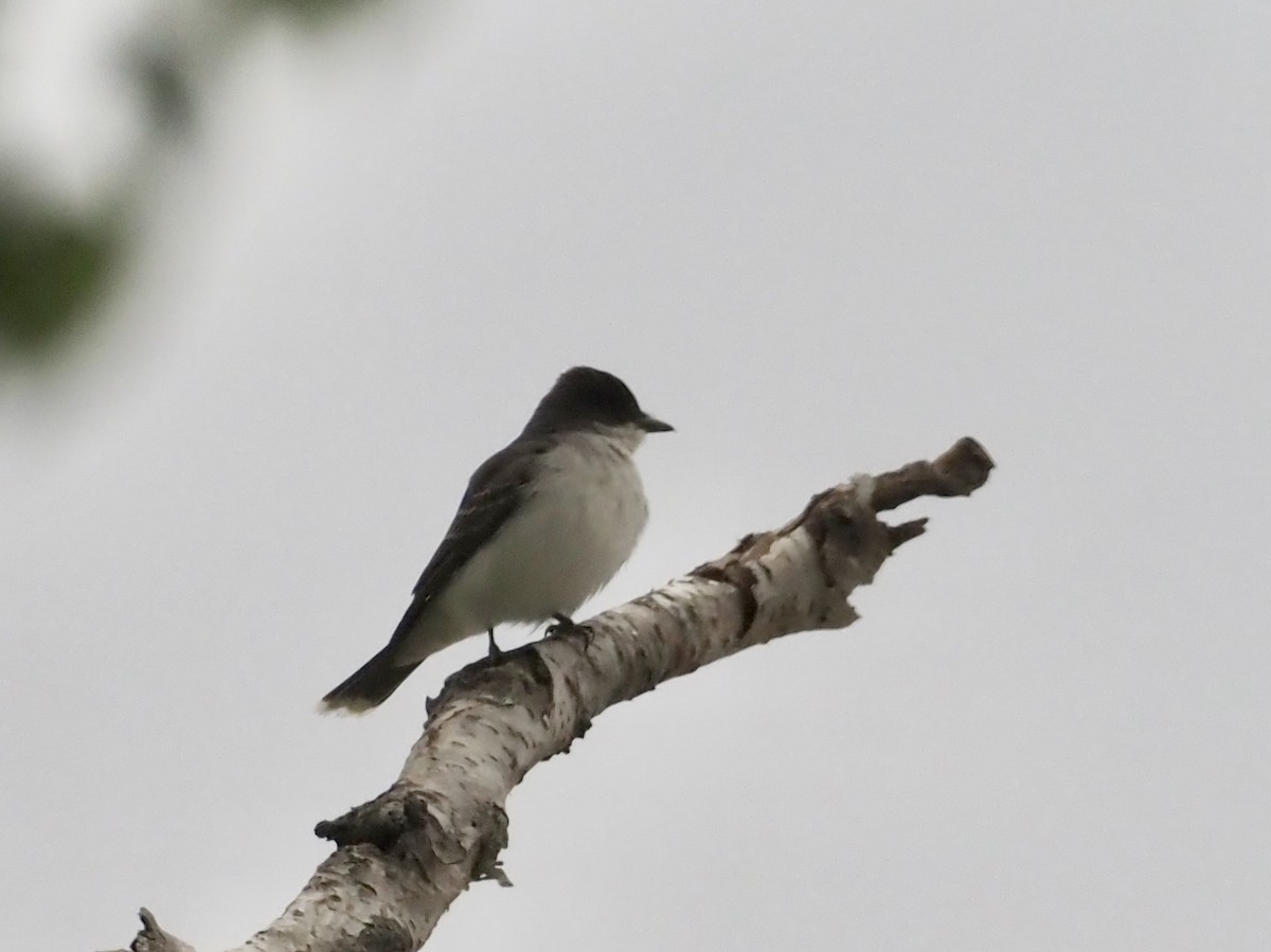 Eastern Kingbird - ML583544661