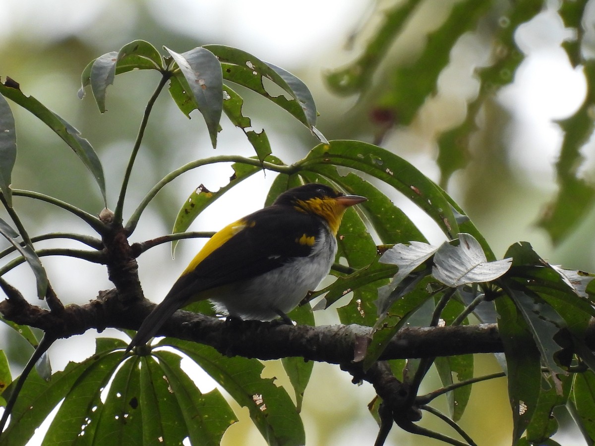 Yellow-backed Tanager - Wilmer Shiguango