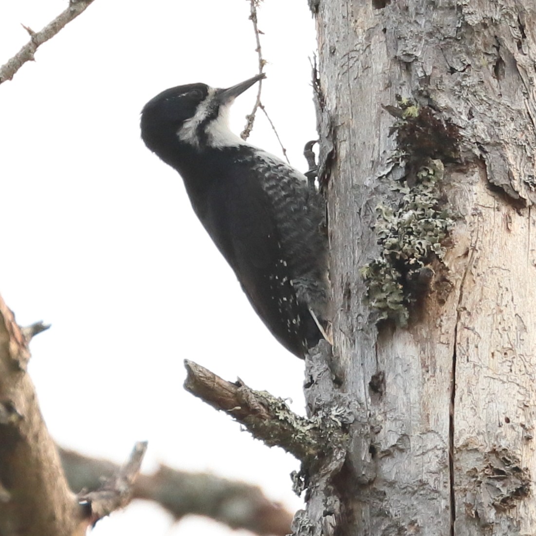Black-backed Woodpecker - ML583547401