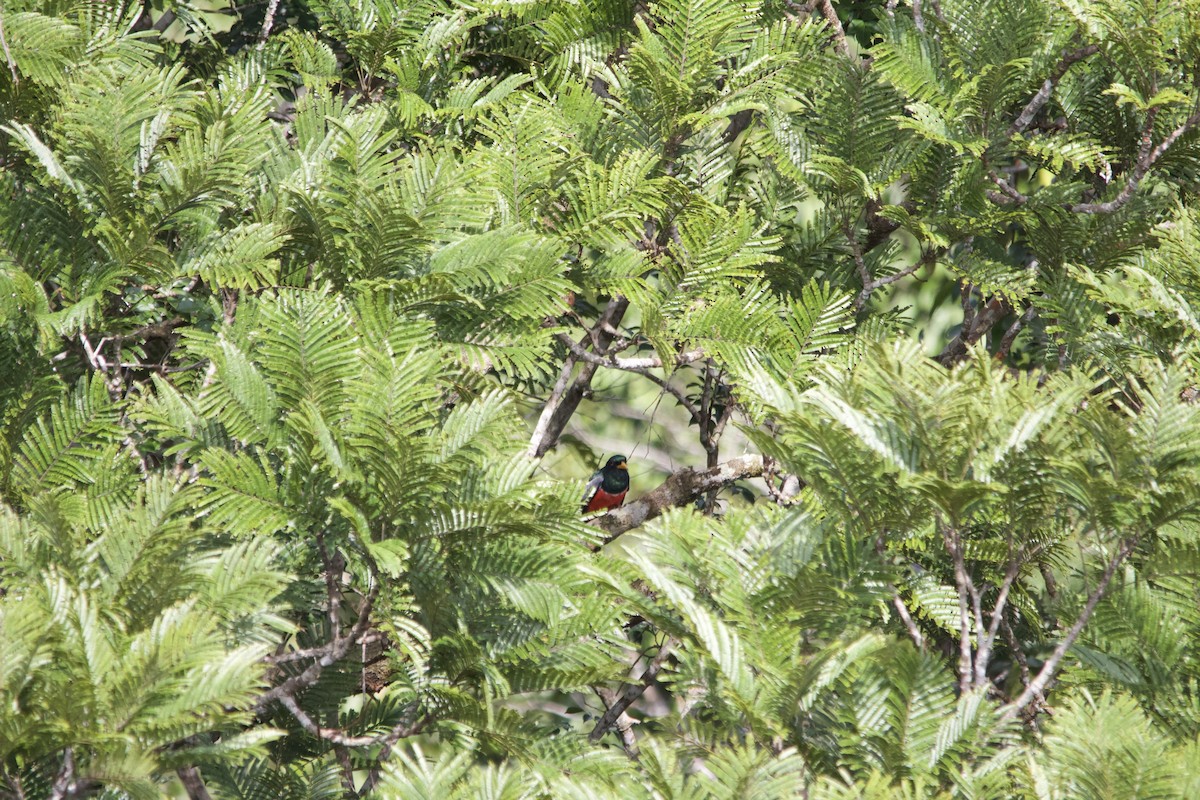 Trogon à queue noire - ML583547691