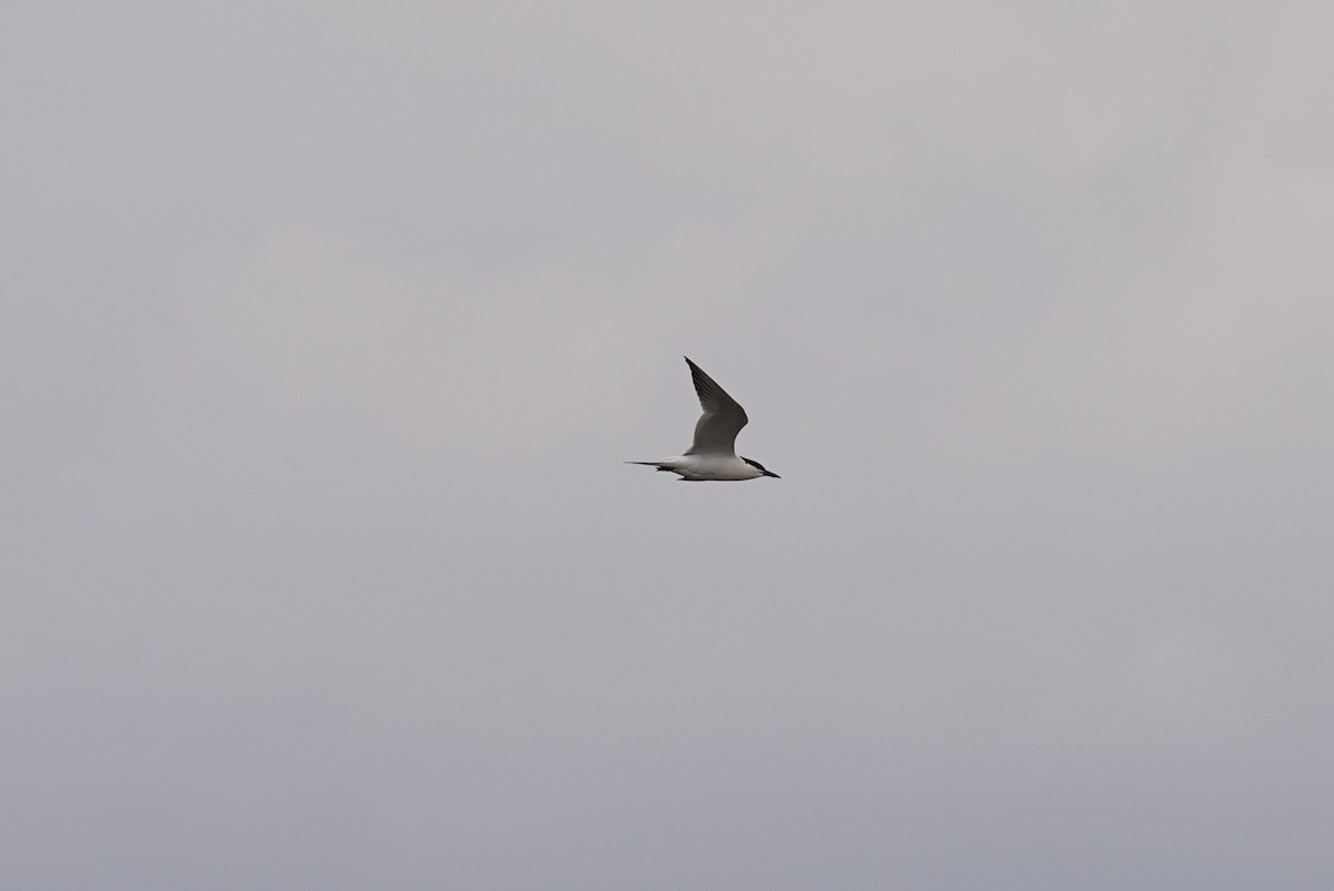 Gull-billed Tern - ML583547791