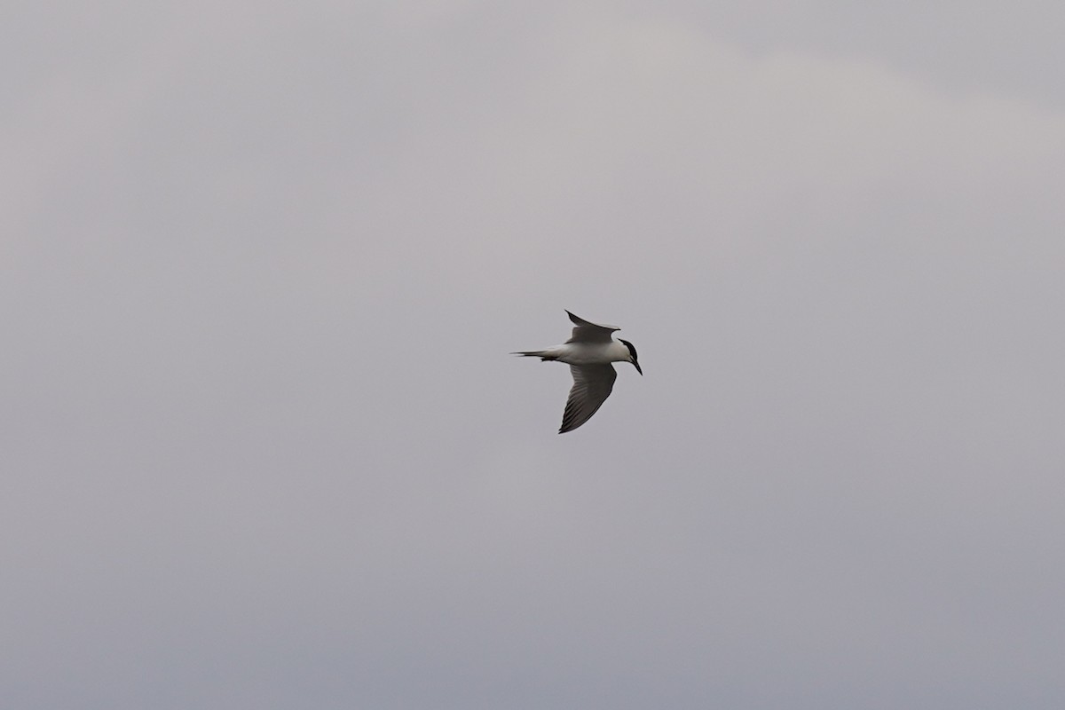 Gull-billed Tern - ML583547801