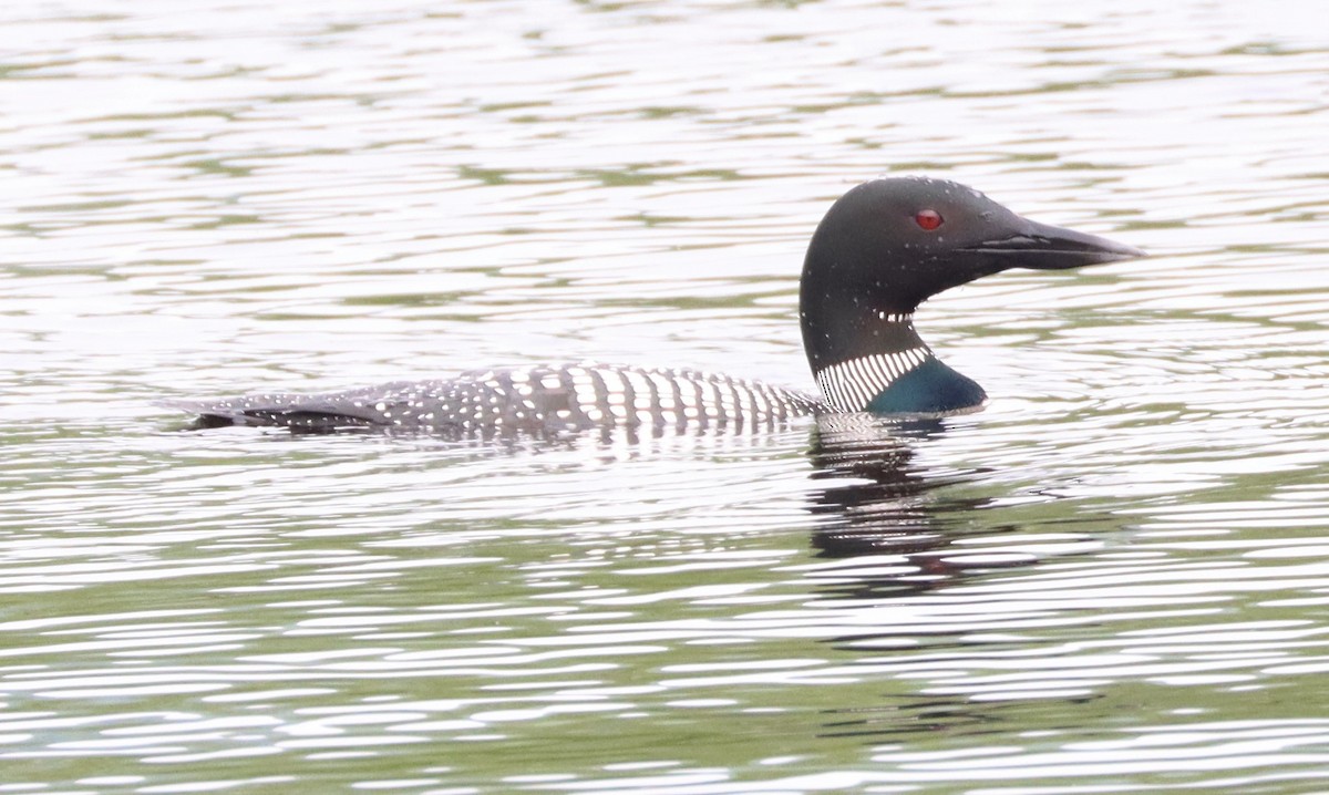 Common Loon - ML583547971