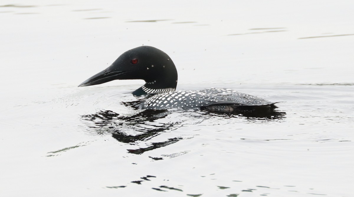 Common Loon - Mark Ross