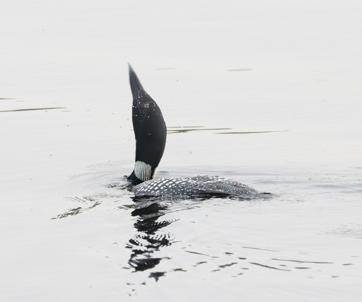 Common Loon - ML583548021