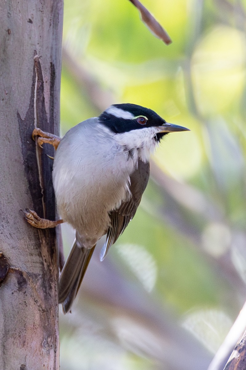 Strong-billed Honeyeater - ML583548281