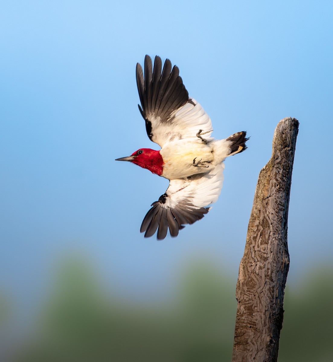 Red-headed Woodpecker - ML583548621