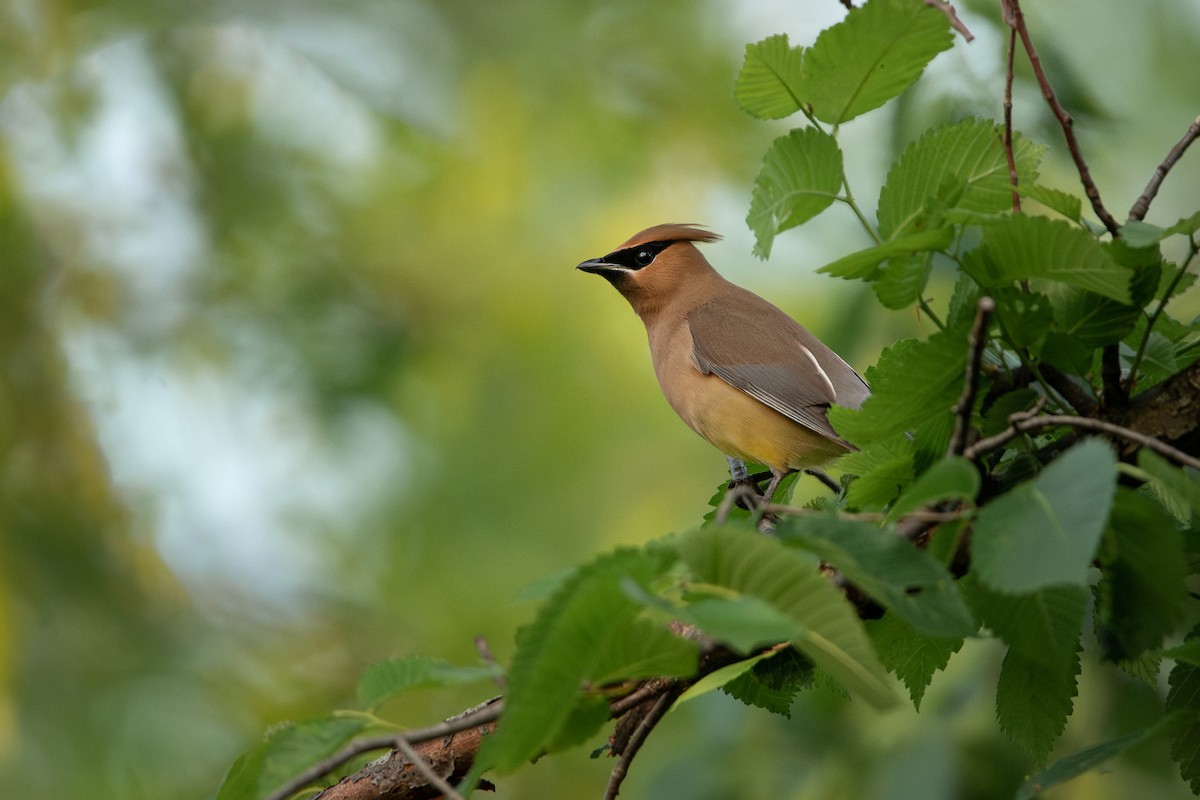 Cedar Waxwing - ML583548641