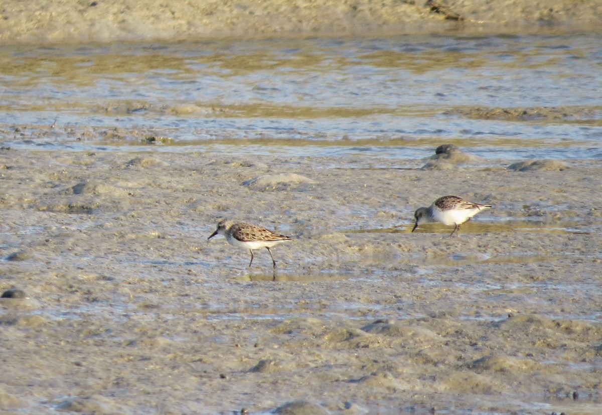 Semipalmated Sandpiper - ML58354881