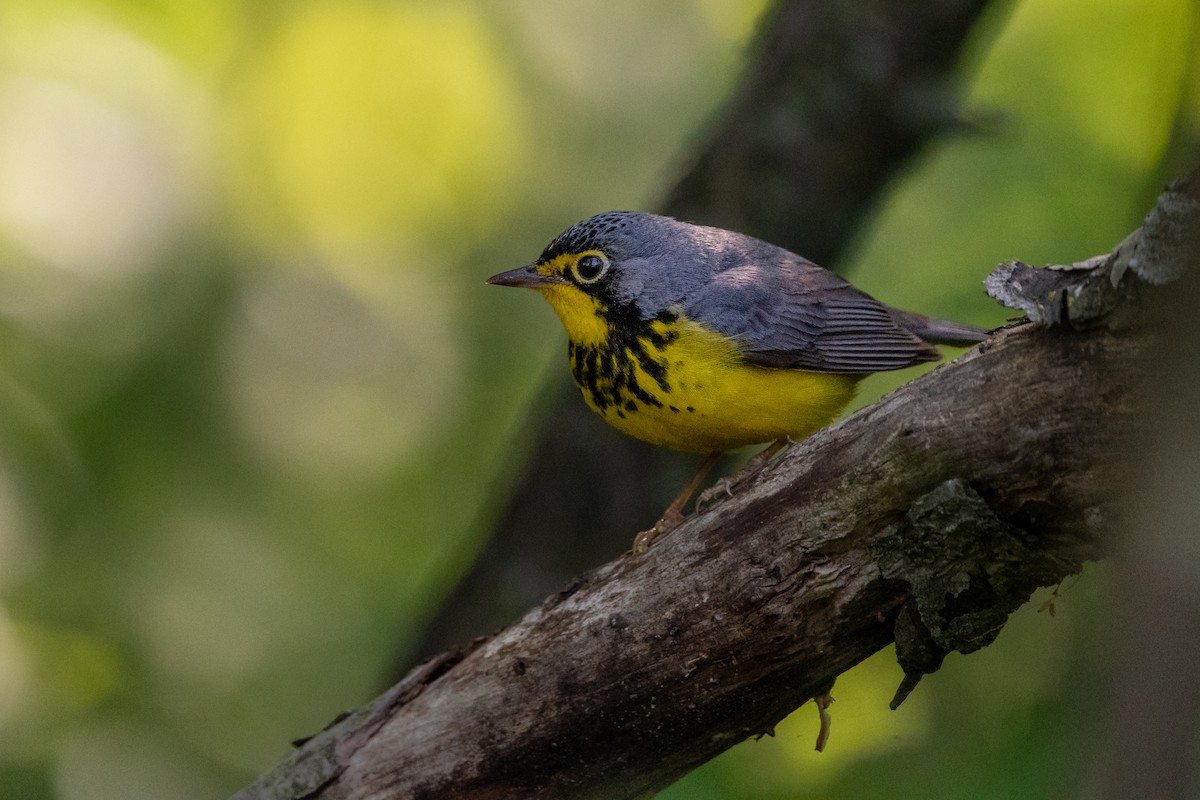 Canada Warbler - ML583548931