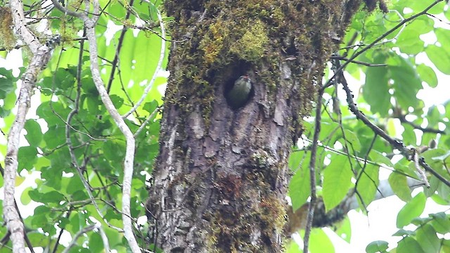 Gray-headed Woodpecker - ML583548941