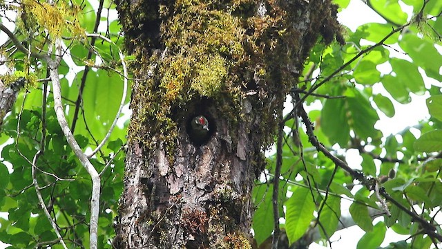 Gray-headed Woodpecker - ML583548971