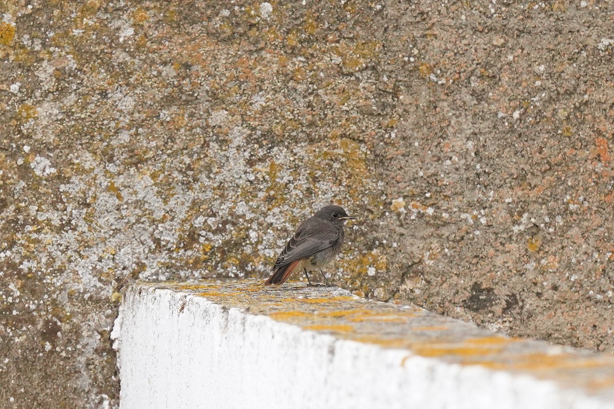 Black Redstart - ML583549061