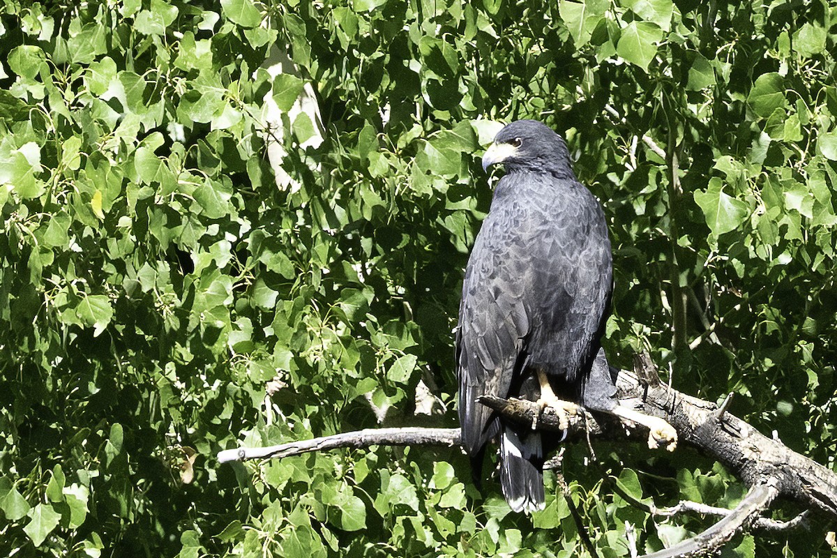 Common Black Hawk - ML583549281