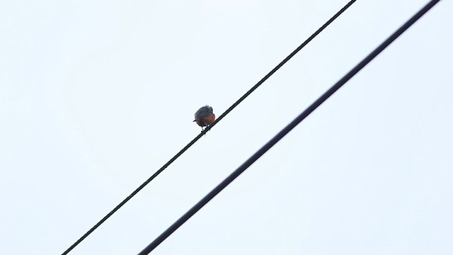 Chestnut-bellied Tit - ML583549411