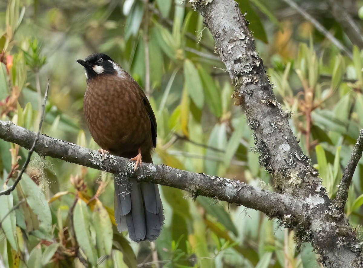 Black-faced Laughingthrush - ML583550291