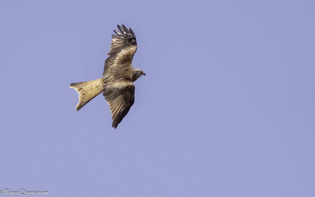 Red Kite - ML583550361