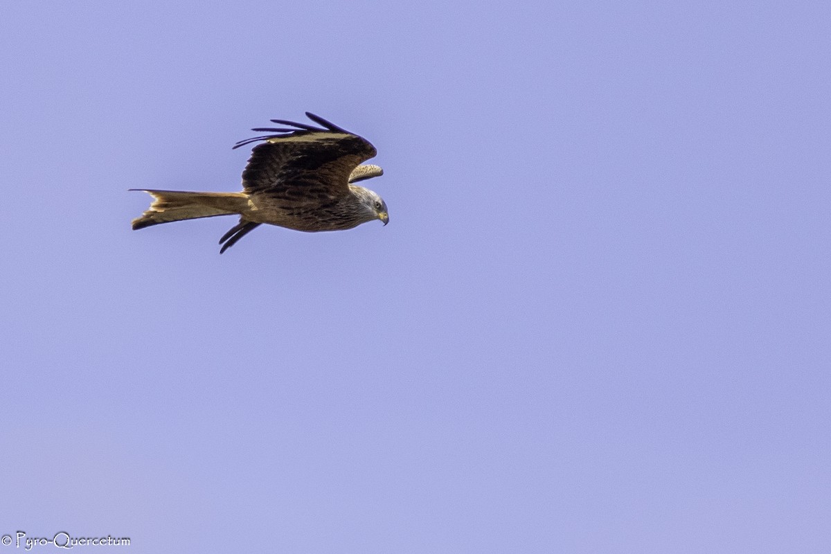 Red Kite - Sérgio Correia