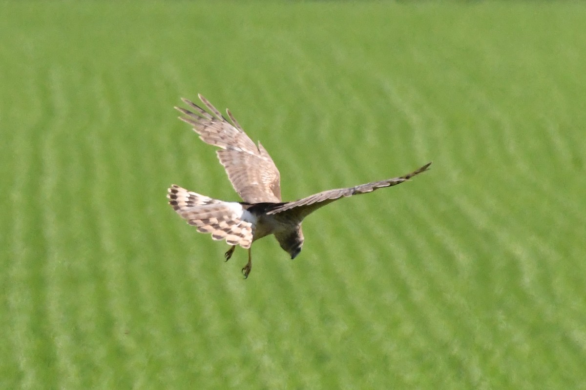 Northern Harrier - ML583550681