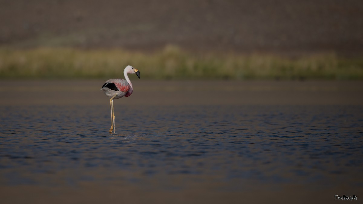 Andean Flamingo - Carlos Maure