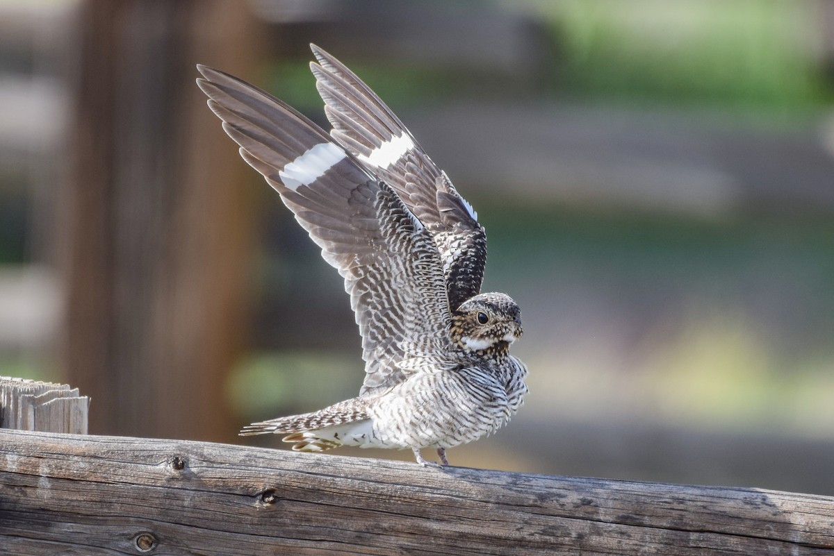 Common Nighthawk - ML583551891