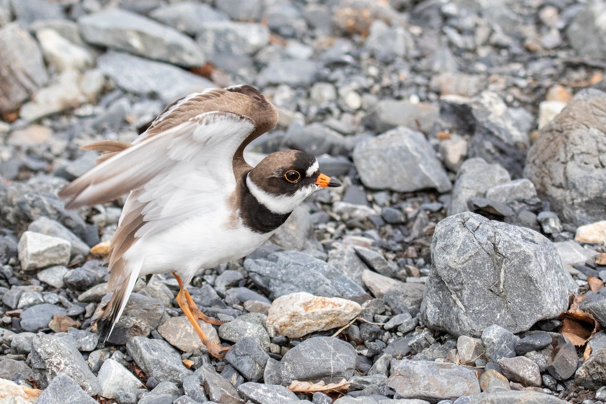 Semipalmated Plover - ML583552461