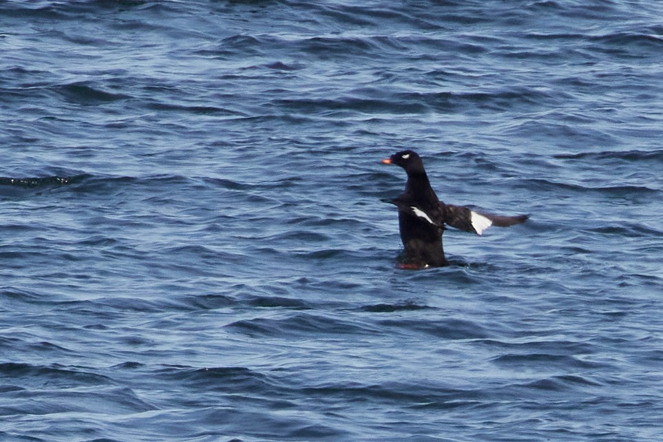 White-winged/Stejneger's Scoter - ML583553071