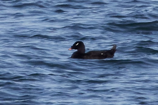 White-winged/Stejneger's Scoter - ML583553401