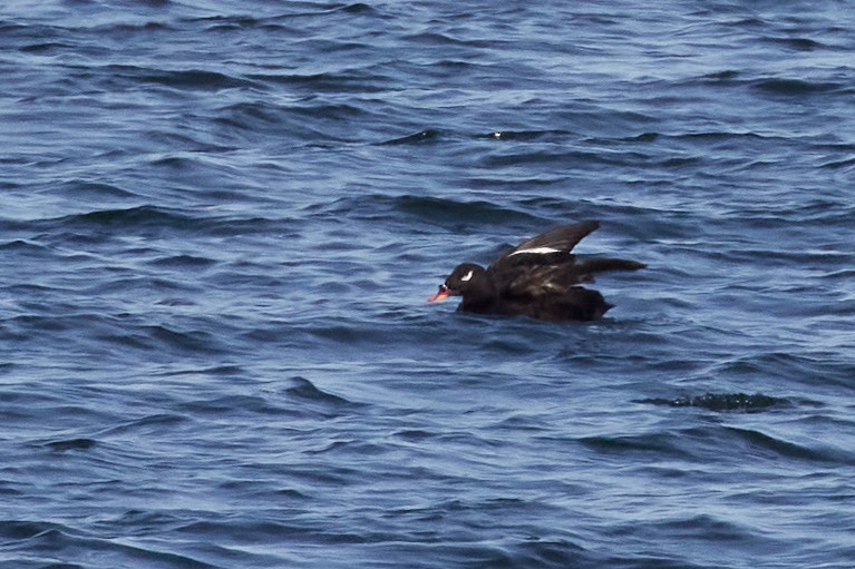 White-winged/Stejneger's Scoter - Karen Fung