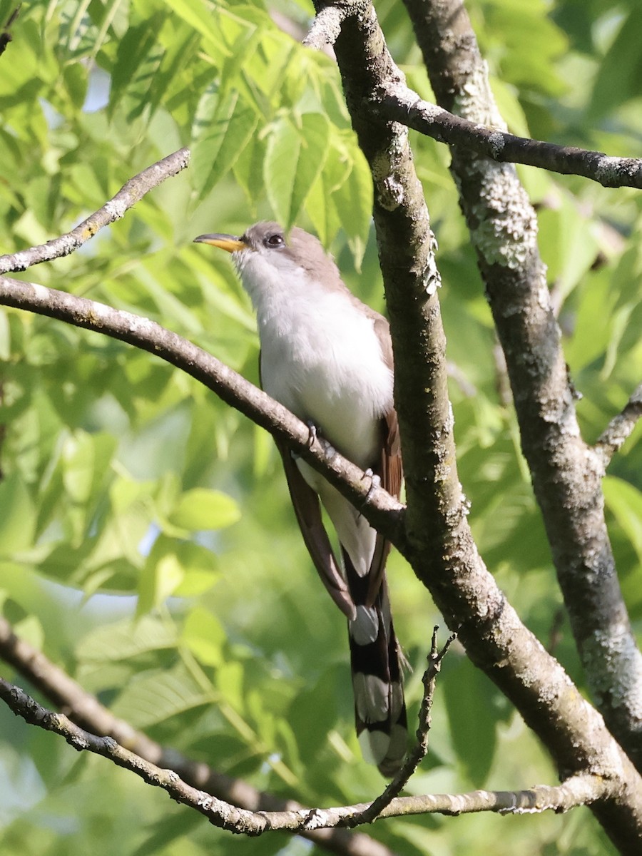 Yellow-billed Cuckoo - ML583554521