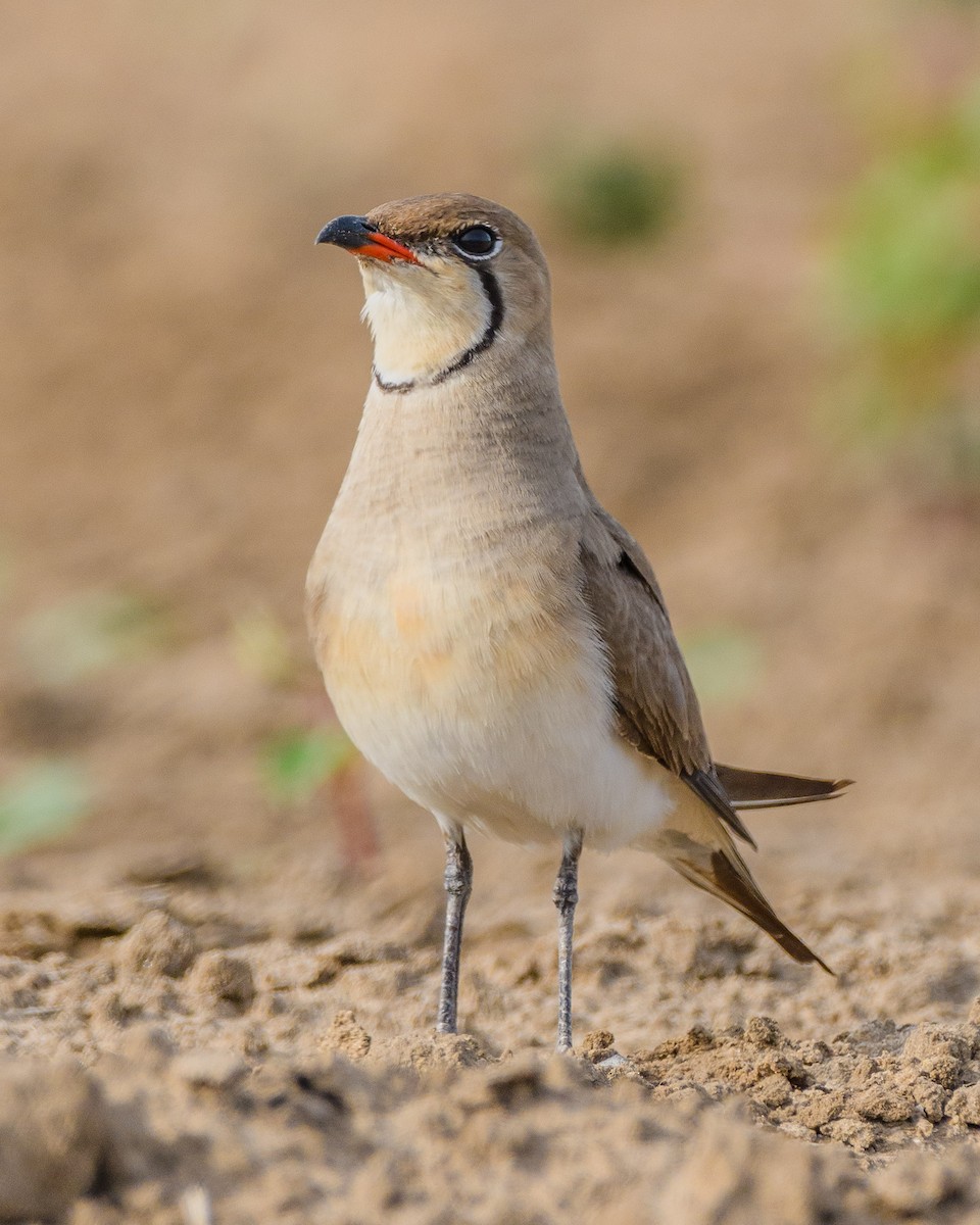 Collared Pratincole - ML583554701