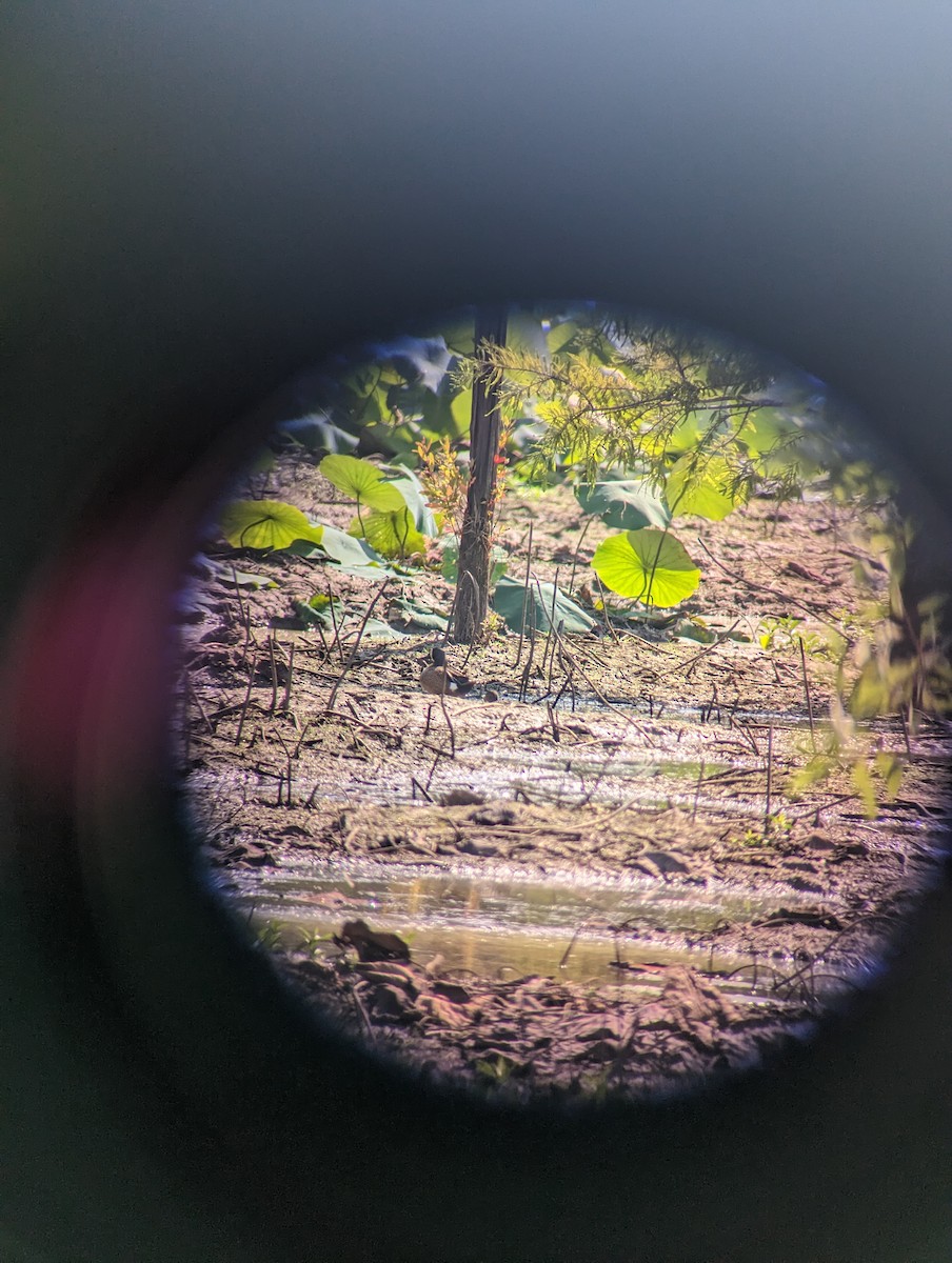 Blue-winged Teal - Justin  Hall