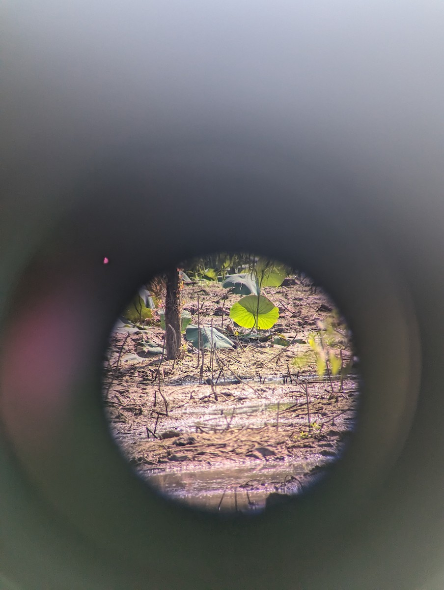 Blue-winged Teal - Justin  Hall