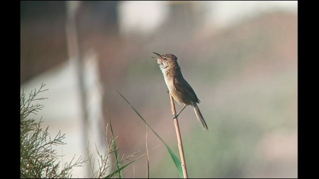 Clamorous Reed Warbler - ML583555471