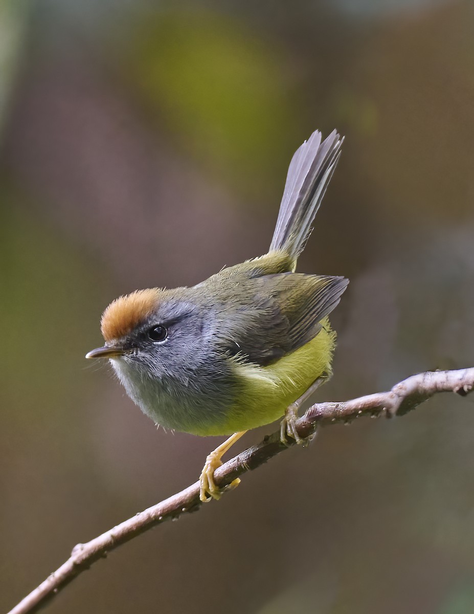 Broad-billed Warbler - ML583555631