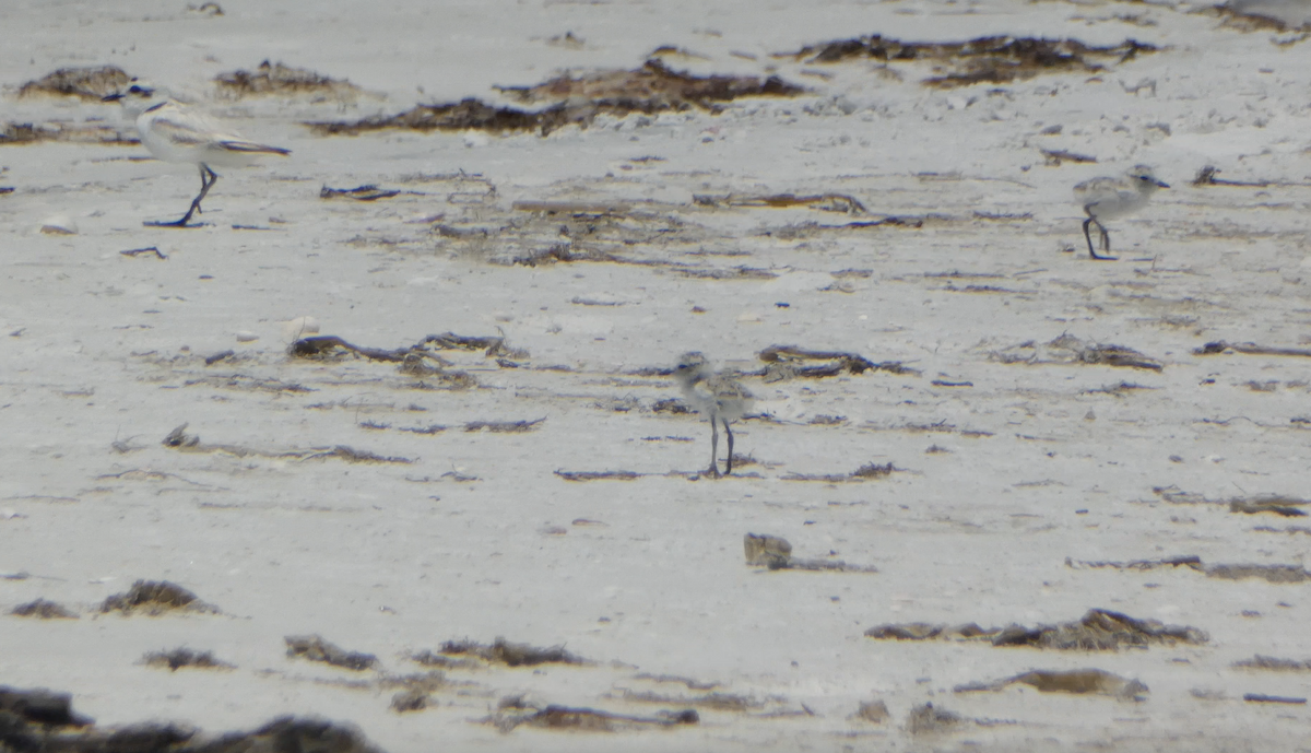 Snowy Plover - Kevin Hayes
