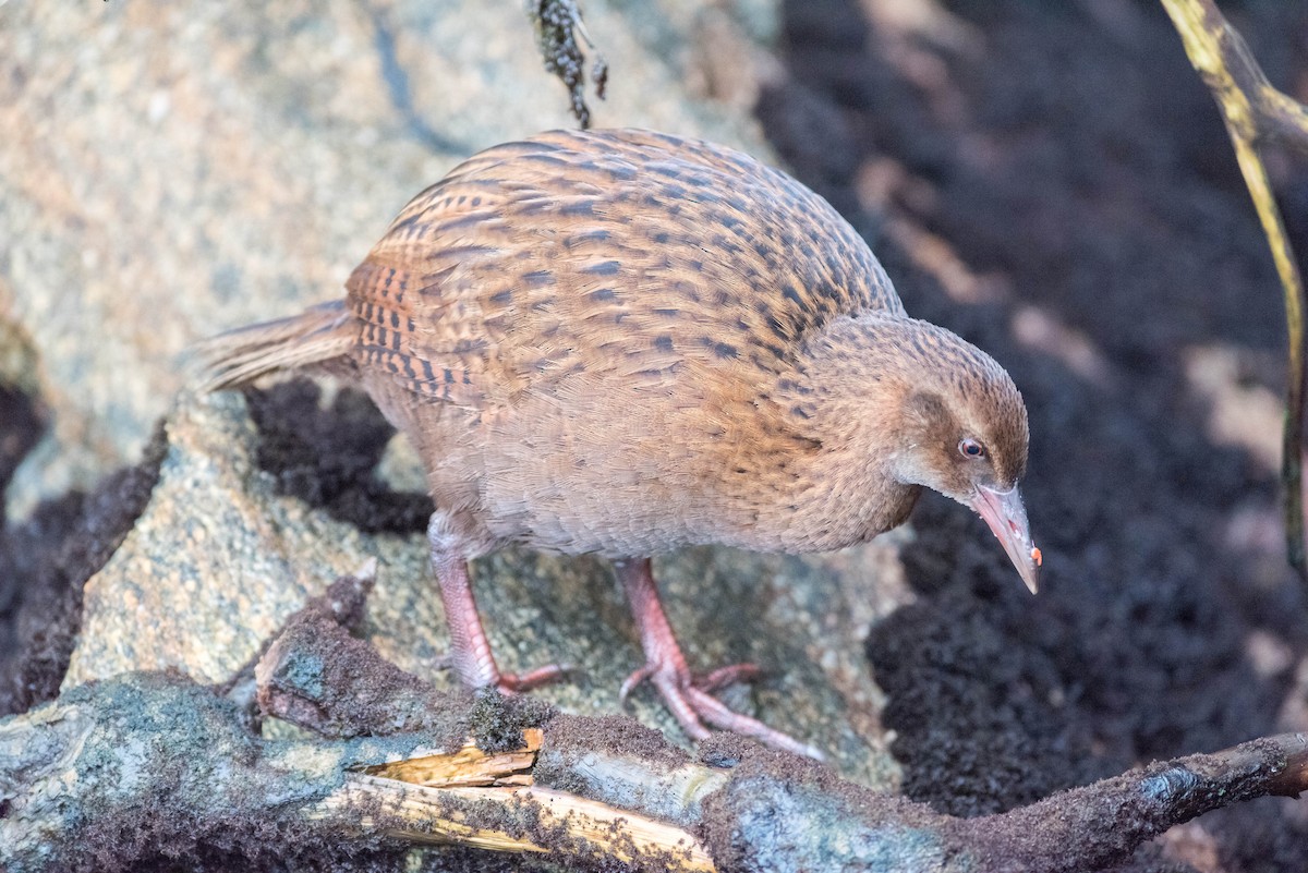 Weka - Peter Taylor