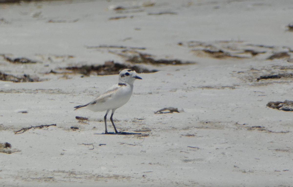 Snowy Plover - Kevin Hayes